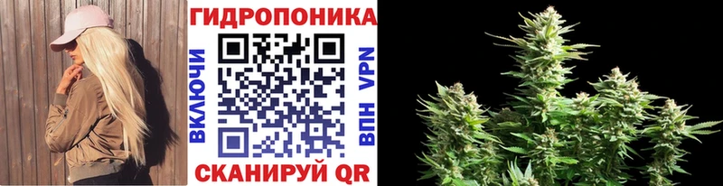 Каннабис AK-47 Цоци-Юрт